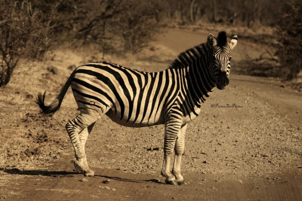 Victoria Falls, Chobe day trip and devils pool combo | ®ExcursionMania - Image 11