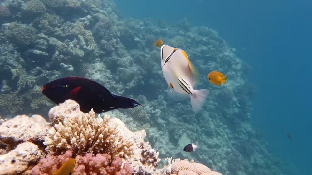 Hurghada: Premium Orange Bay Island Cruise with Lunch | ®ExcursionMania - Image 6