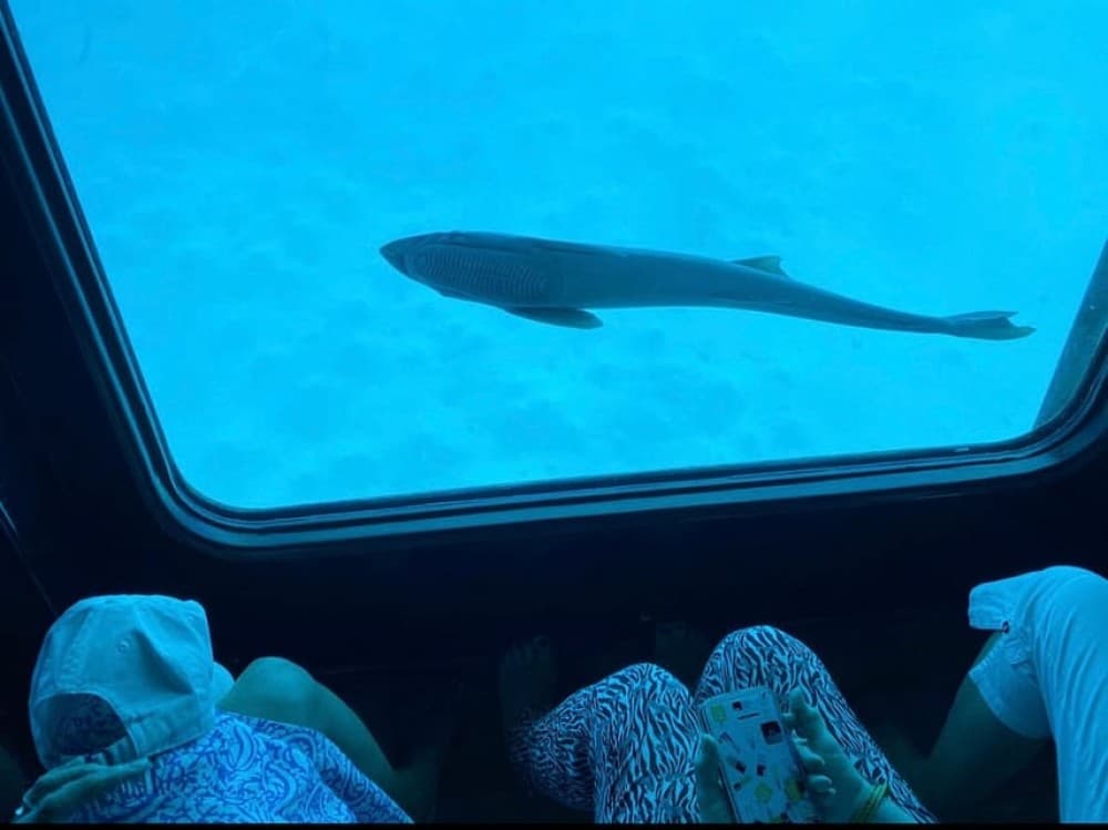 Marsa Alam: Nefertari Sunset Turtle Bay Cruise with Dinner | ®ExcursionMania - Image 2