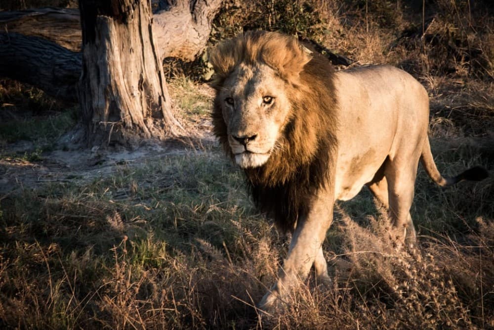 From Livingstone & Victoria Falls: Rafting & Safari Combo | ®ExcursionMania - Image 3