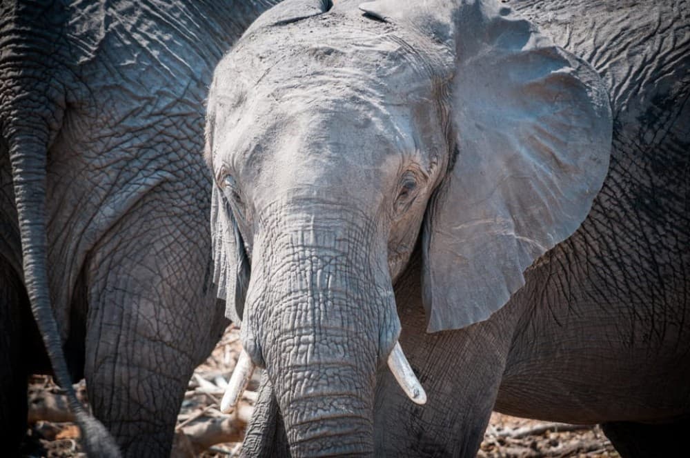 From Livingstone & Victoria Falls: Rafting & Safari Combo | ®ExcursionMania - Image 8