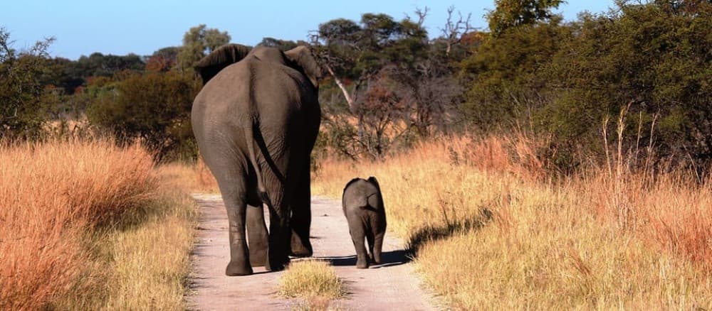 From Victoria Falls: Hwange National Park Day Trip & Safari | ®ExcursionMania - Image 2