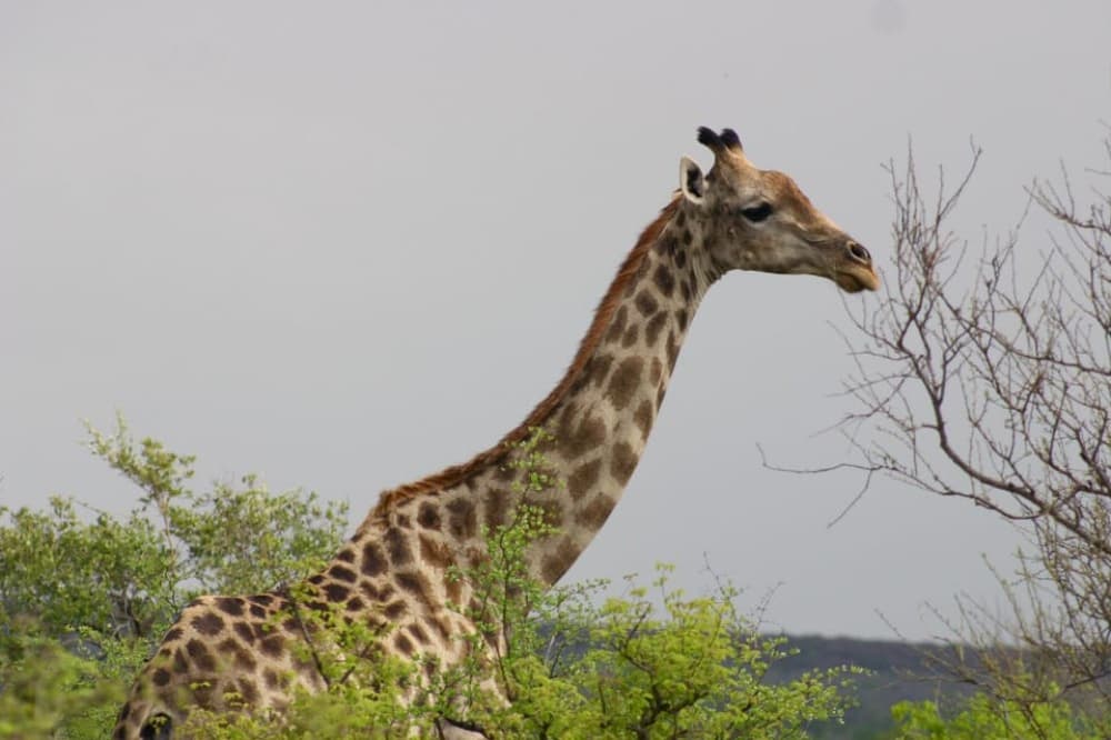 From Victoria Falls: Hwange National Park Day Trip & Safari | ®ExcursionMania - Image 4