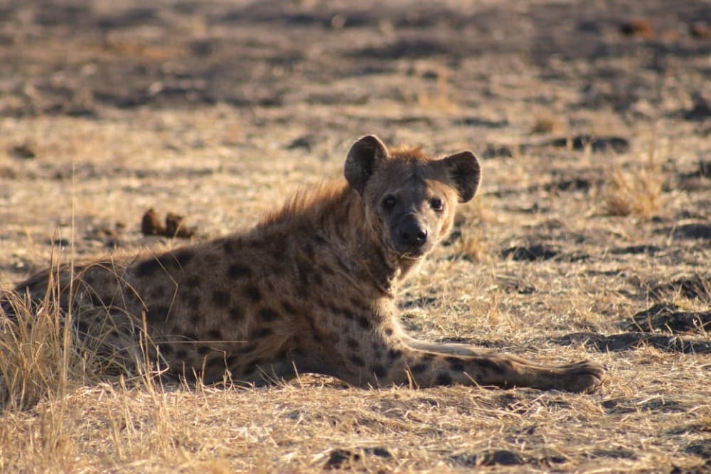 From Victoria Falls: Hwange National Park Day Trip & Safari | ®ExcursionMania - Image 5