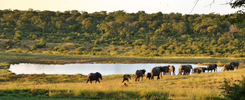 From Victoria Falls: Hwange National Park Day Trip & Safari | ®ExcursionMania - Image 10