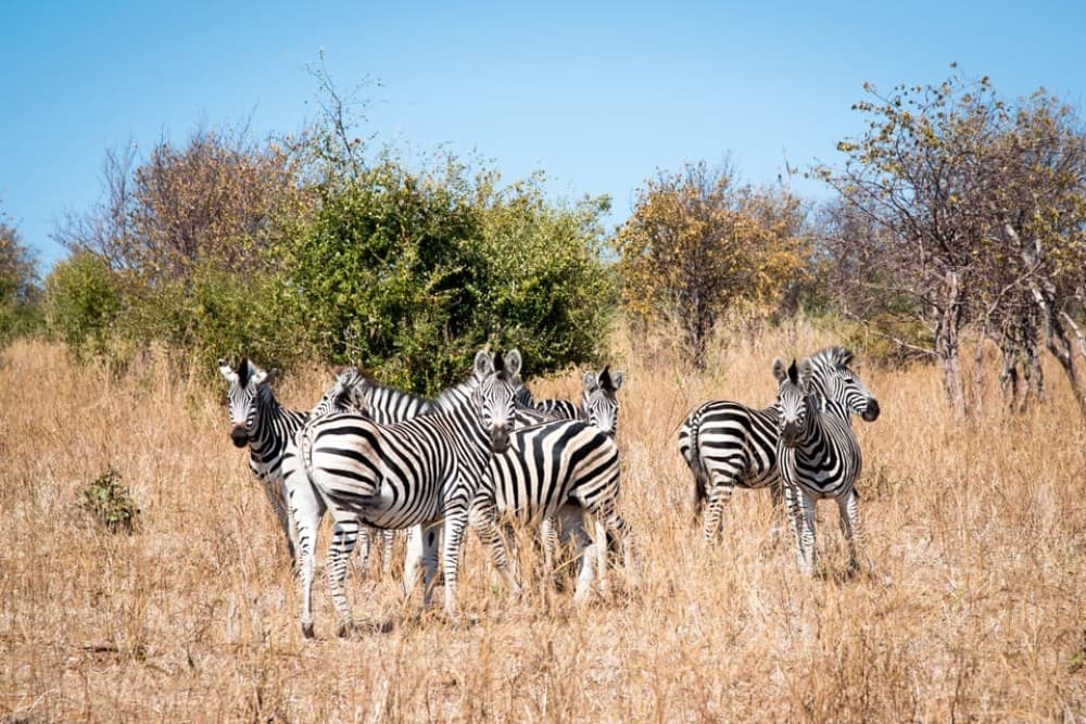 osi-Oa- Tunya National Park Game Drive | ®ExcursionMania - Image 4