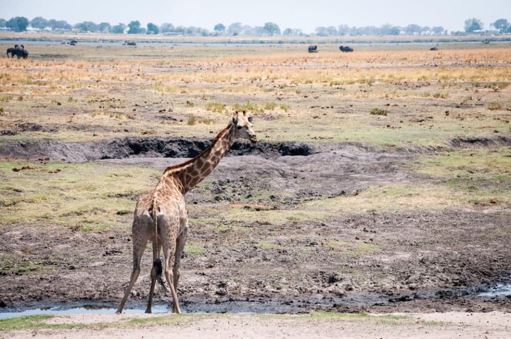 osi-Oa- Tunya National Park Game Drive | ®ExcursionMania - Image 8