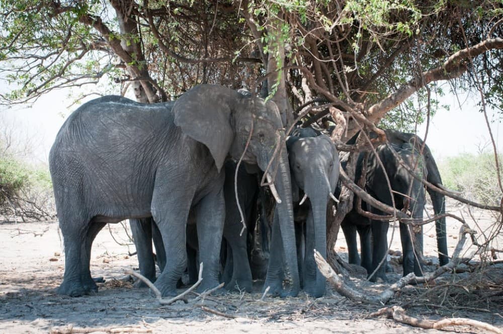 osi-Oa- Tunya National Park Game Drive | ®ExcursionMania - Image 9