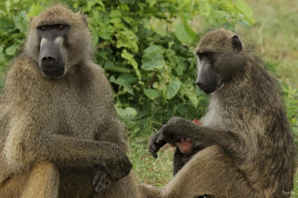 Victoria Falls Safari with Lunch and Sunset Cruise | ®ExcursionMania - Image 3