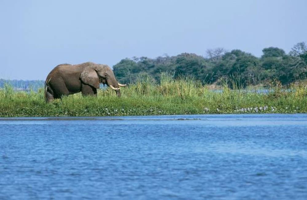 Victoria Falls Safari with Lunch and Sunset Cruise | ®ExcursionMania - Image 6