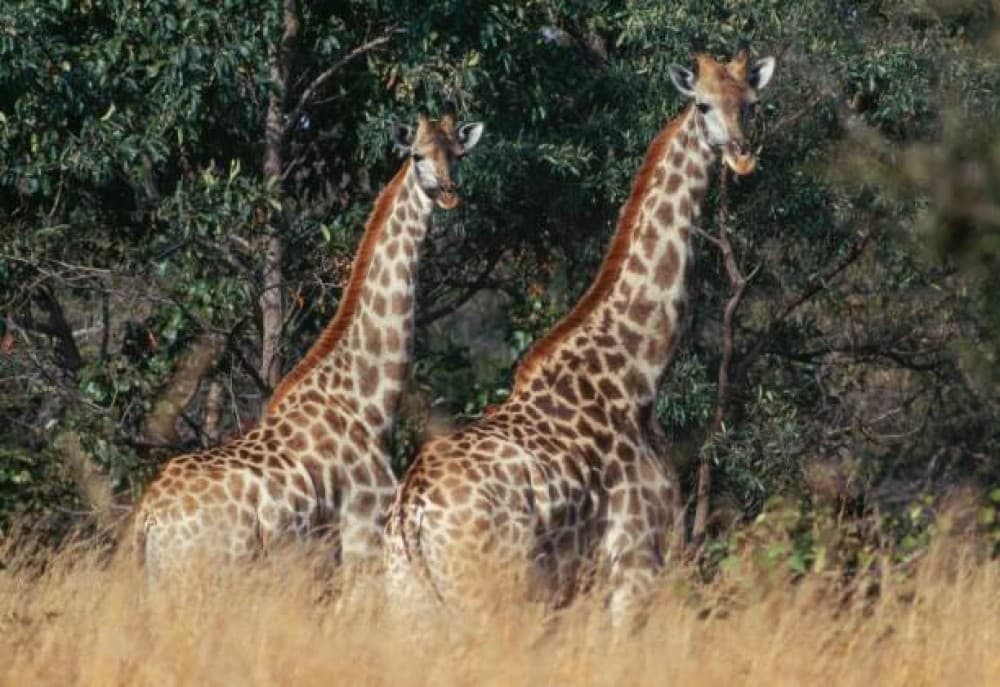 Victoria Falls Safari with Lunch and Sunset Cruise | ®ExcursionMania - Image 9