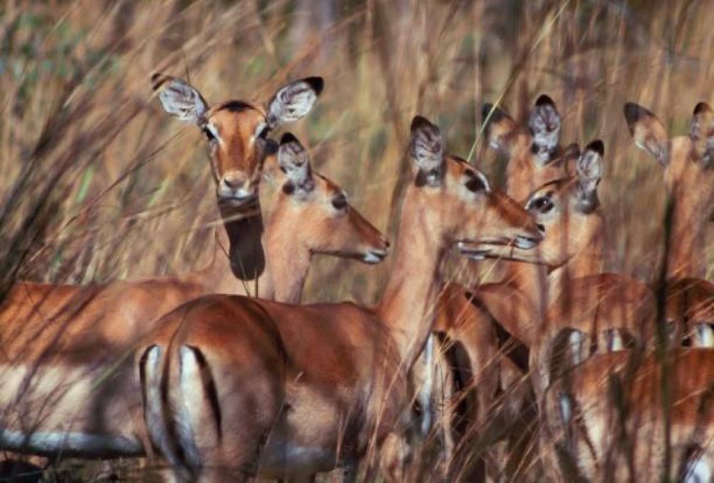 Victoria Falls Safari with Lunch and Sunset Cruise | ®ExcursionMania - Image 10
