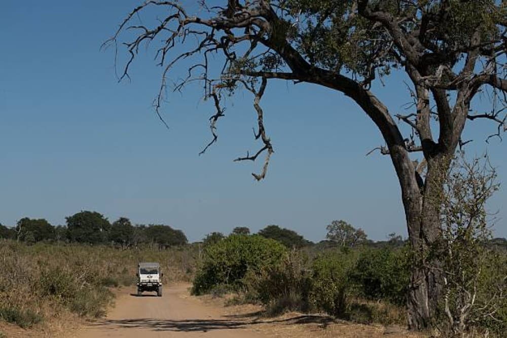 Victoria Falls Safari with Lunch and Sunset Cruise | ®ExcursionMania - Image 11