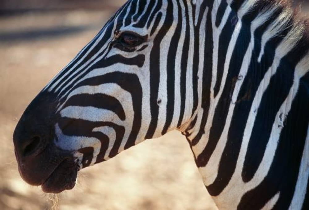 Victoria Falls Safari with Lunch and Sunset Cruise | ®ExcursionMania - Image 12