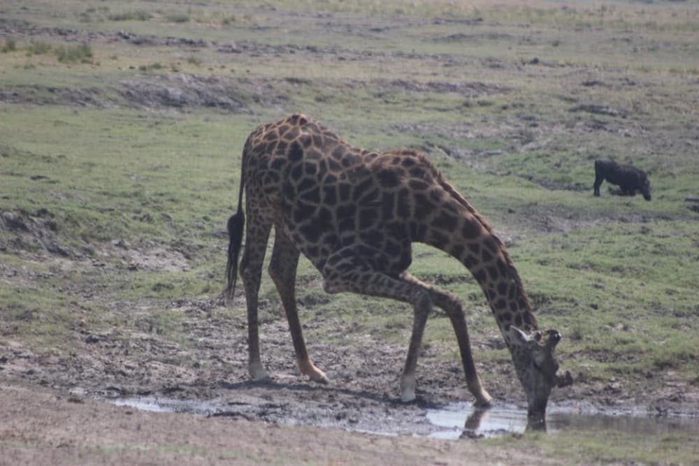 From Victoria Falls: Sunrise to Sunset Chobe Safari | ®ExcursionMania - Image 1