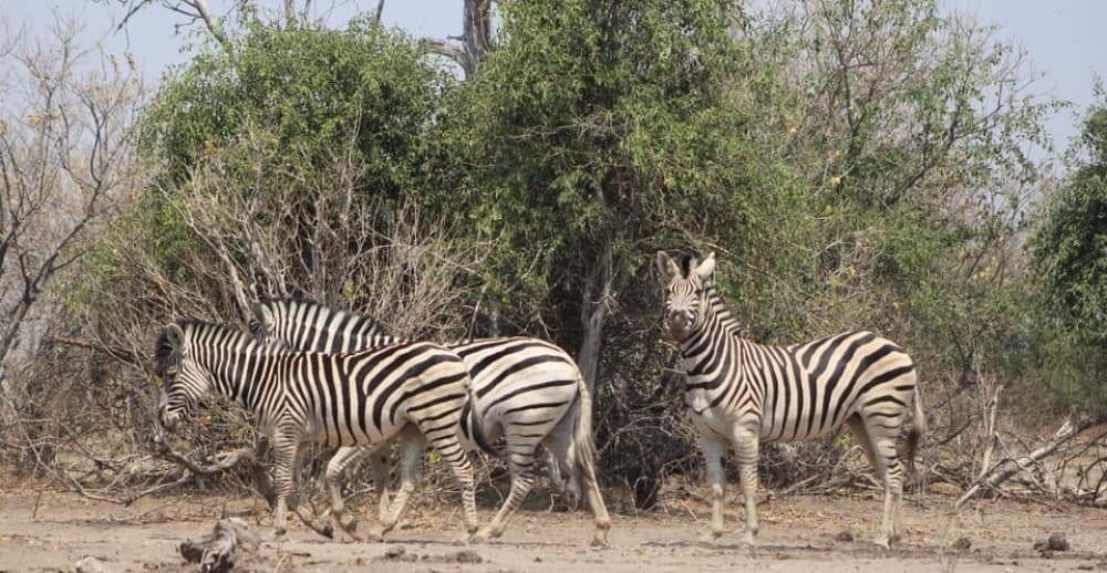 From Victoria Falls: Sunrise to Sunset Chobe Safari | ®ExcursionMania - Image 3