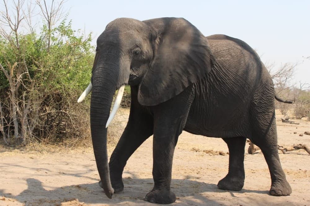 From Victoria Falls: Sunrise to Sunset Chobe Safari | ®ExcursionMania - Image 4