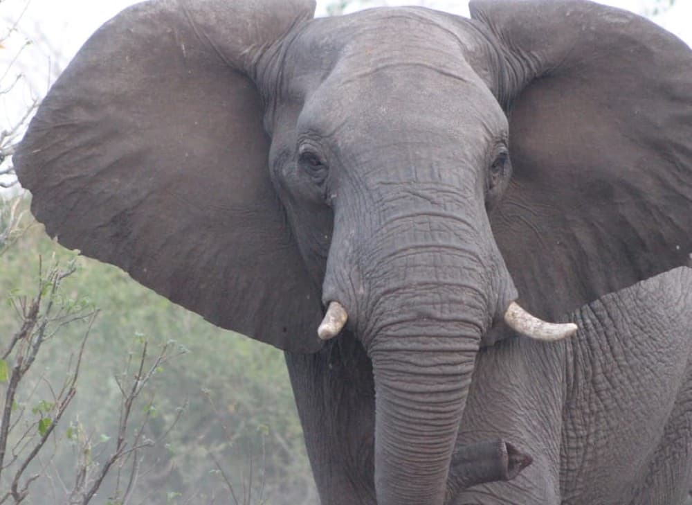 From Victoria Falls: Sunrise to Sunset Chobe Safari