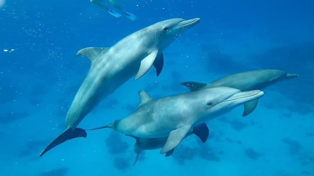 Sharm El Sheikh: Day sail to White island and Ras Mohamed | ®ExcursionMania - Image 4