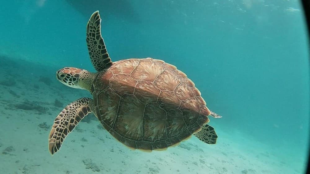 Sharm El Sheikh: Day sail to White island and Ras Mohamed | ®ExcursionMania - Image 5