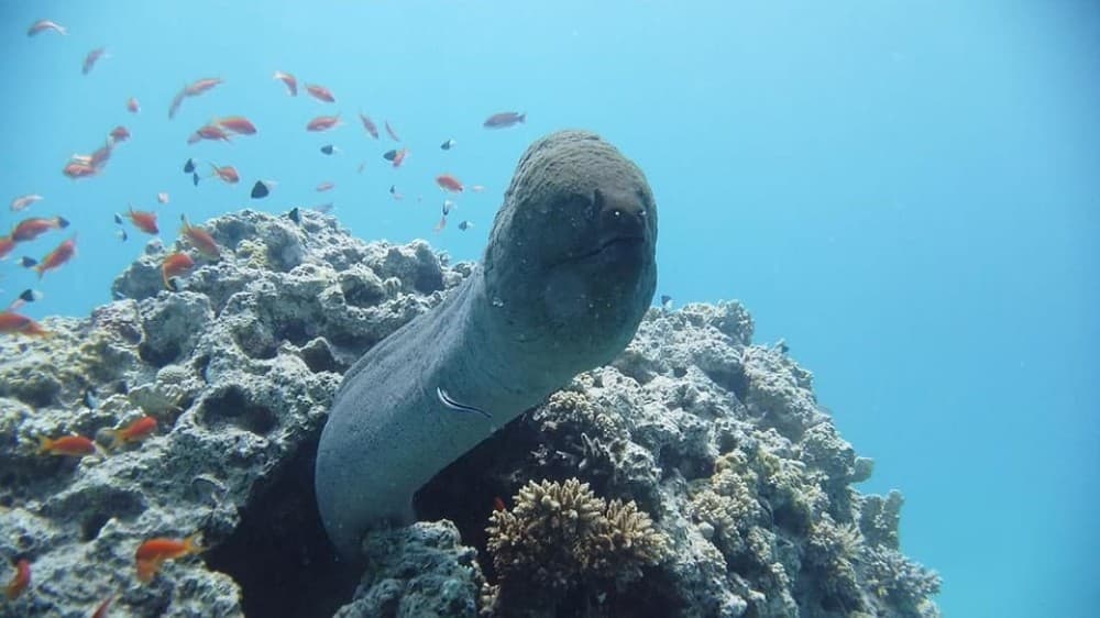 Sharm El Sheikh: Day sail to White island and Ras Mohamed | ®ExcursionMania - Image 8