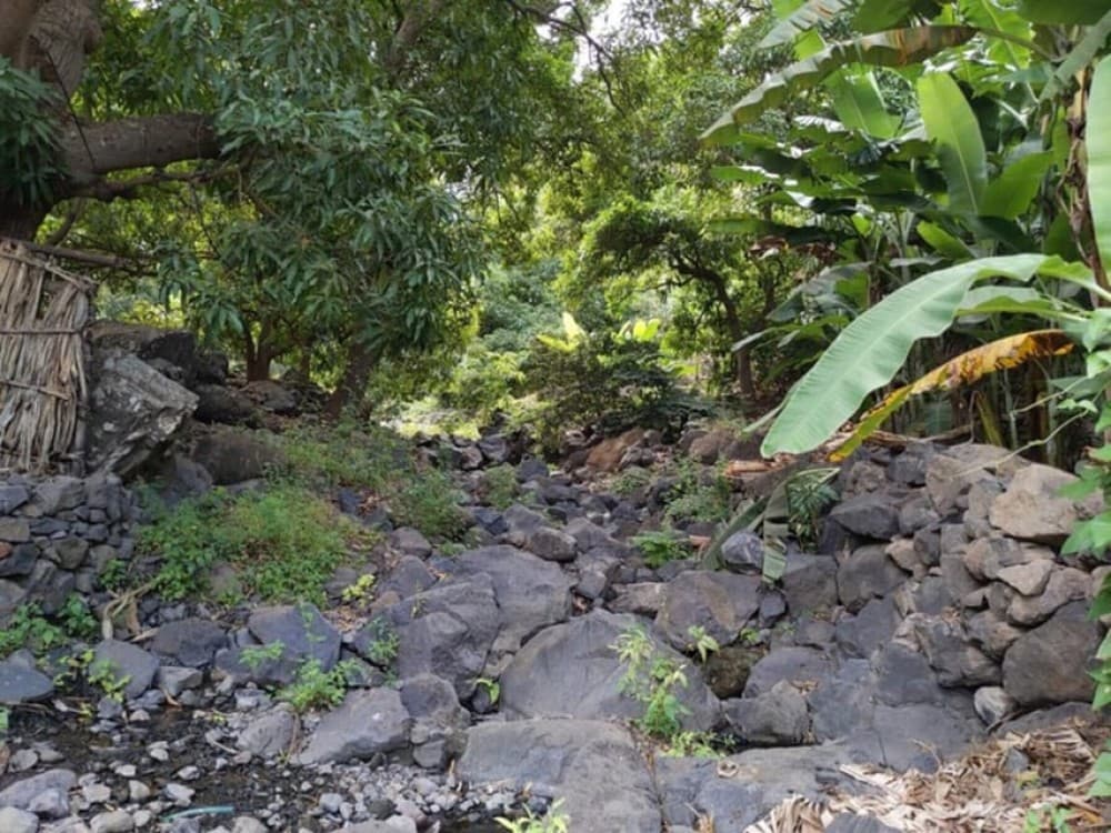 From Tarrafal: Hike Natural Park Serra Malagueta | ®ExcursionMania - Image 4