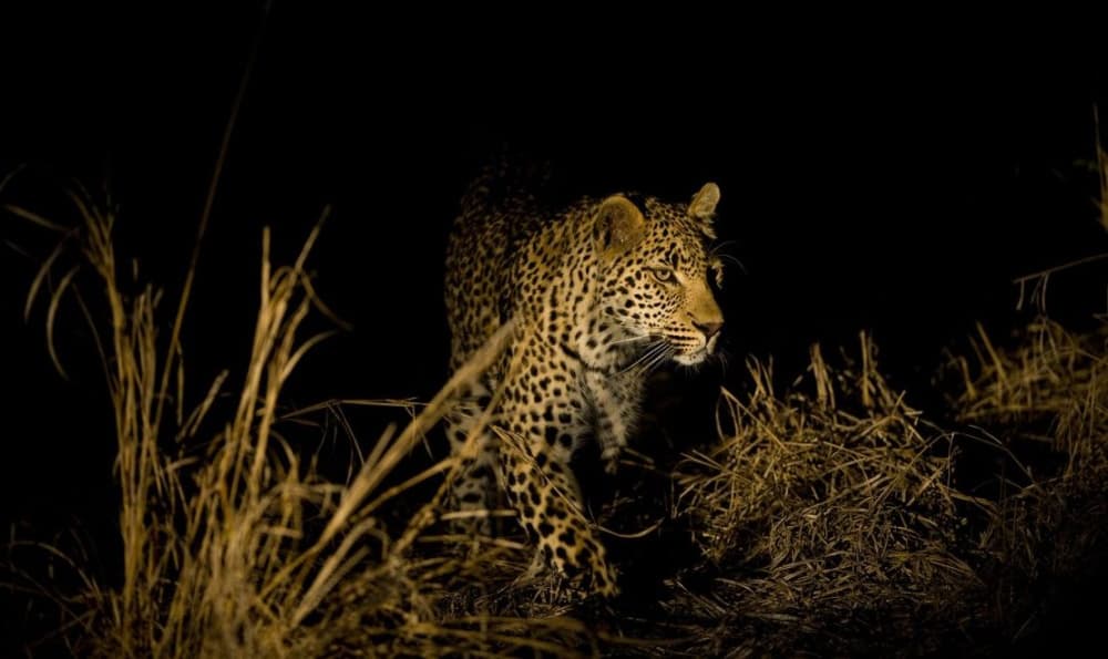 Victoria Falls: Night Game Drive and 3-Course Bush Dinner