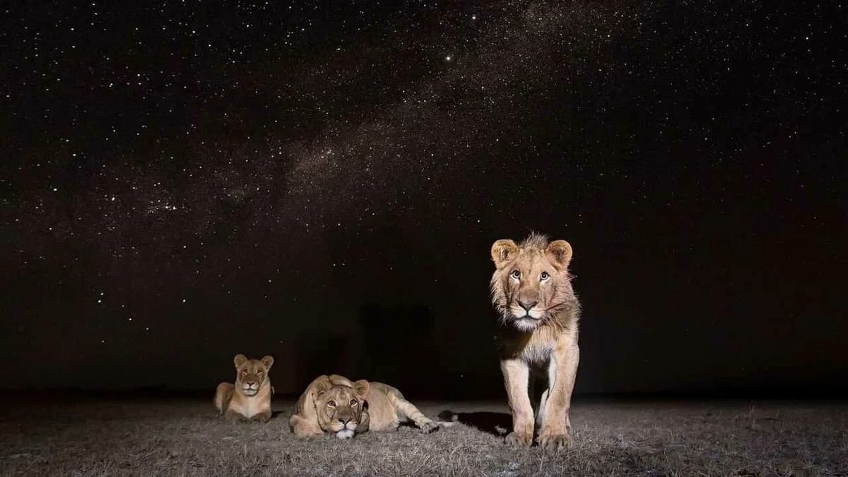 Victoria Falls: Night Game Drive and 3-Course Bush Dinner | ®ExcursionMania - Image 2