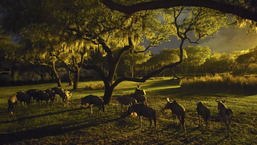 Victoria Falls: Night Game Drive and 3-Course Bush Dinner | ®ExcursionMania - Image 3