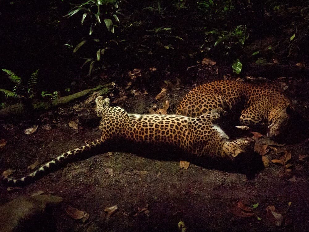 Victoria Falls: Night Game Drive and 3-Course Bush Dinner | ®ExcursionMania - Image 5