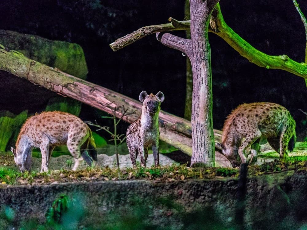 Victoria Falls: Night Game Drive and 3-Course Bush Dinner | ®ExcursionMania - Image 7