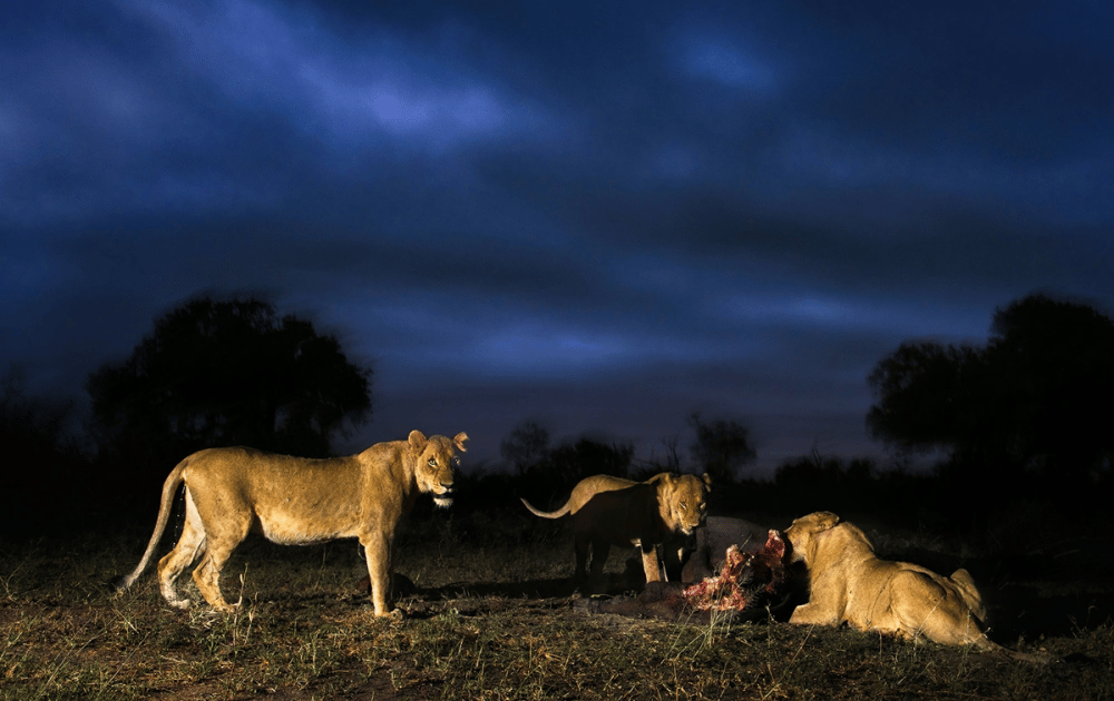 Victoria Falls: Night Game Drive and 3-Course Bush Dinner | ®ExcursionMania - Image 8