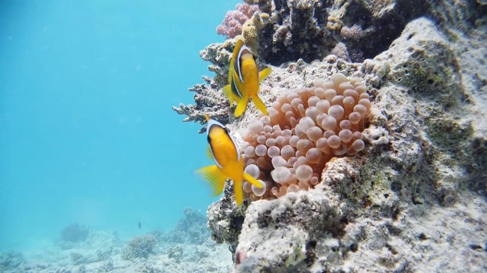 Cairo: Ain Sokhna Snorkeling cruise & optional transfer | ®ExcursionMania - Image 8