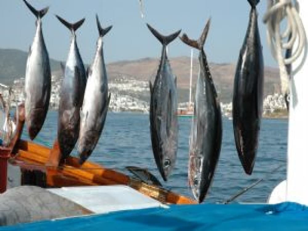 Marmaris Fishing Tour With Rods & Baits Included | ®ExcursionMania - Image 5