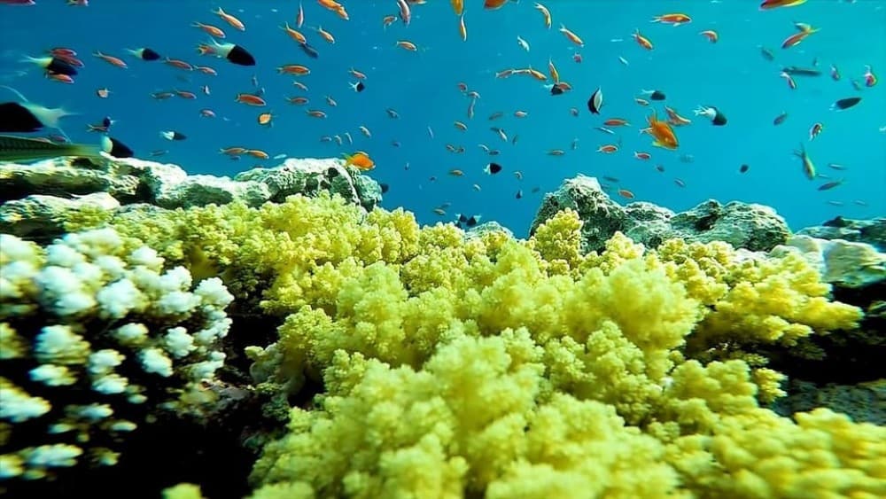 Sharm El Sheikh: Ras Mohamed & White Island Trip with Lunch | ®ExcursionMania - Image 5