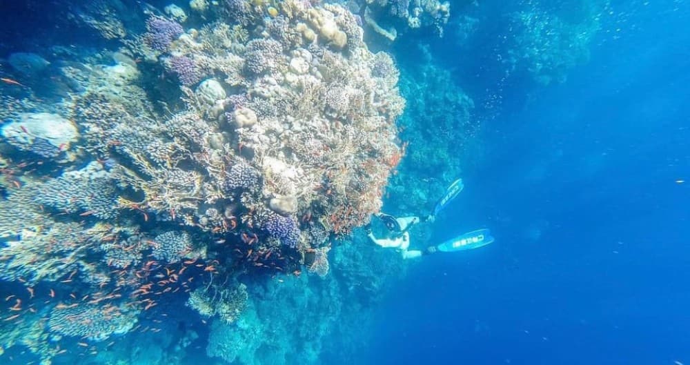 Sharm: Ras Mohammed Half Day Tour by Bus & Allahs gate | ®ExcursionMania - Image 9