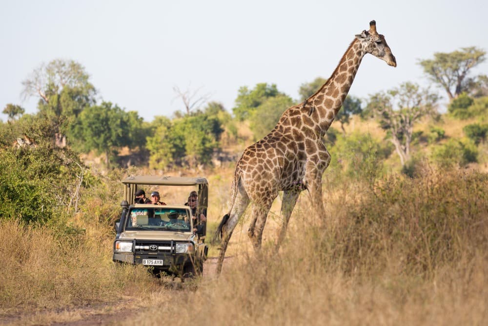 Chobe Full day Safari with Victoria falls Sunrise Tour Combo | ®ExcursionMania - Image 5