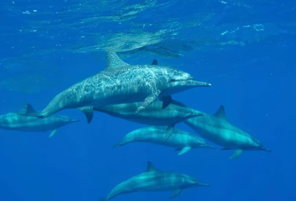 Marsa Alam: Royal Seascope Submarine Cruise with Pickup | ®ExcursionMania - Image 3