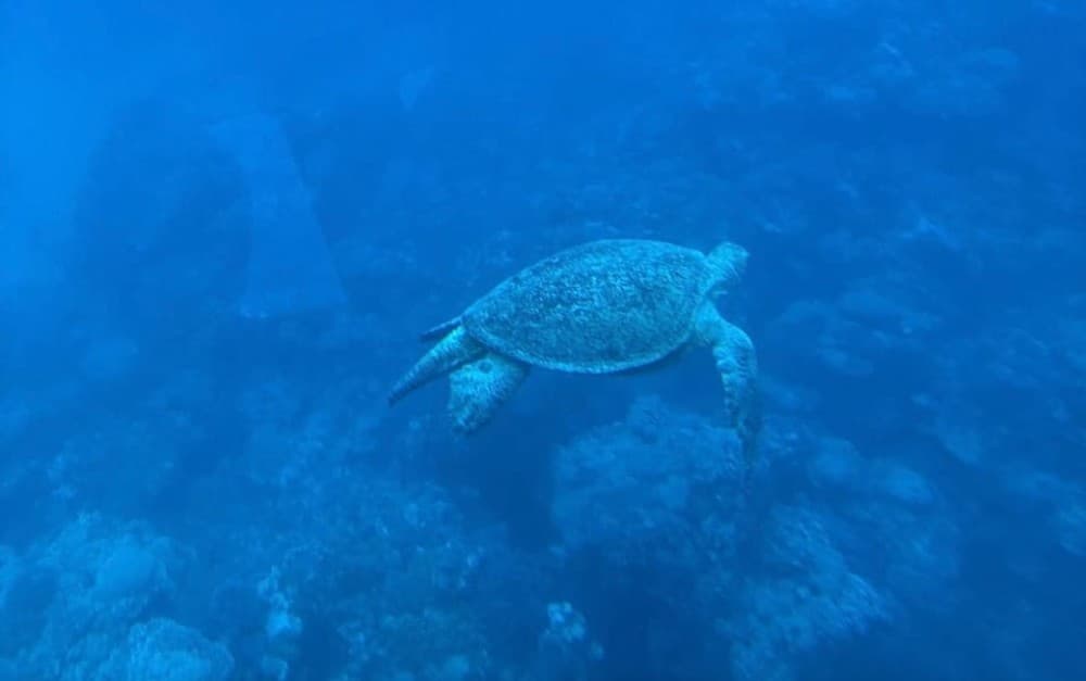 Marsa Alam: Royal Seascope Submarine Cruise with Pickup | ®ExcursionMania - Image 10