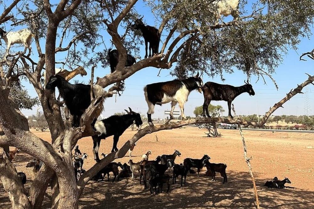 Agadir Morocco: Day Trip To Taroudant & Tiout Oasis with Lunch | ®ExcursionMania - Image 4