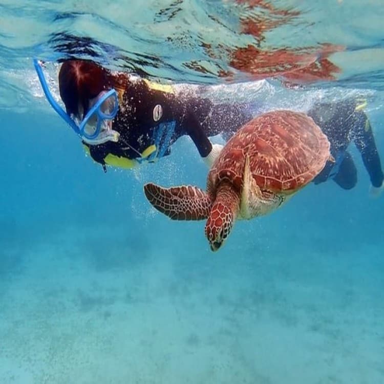 Mindelo: Sea Turtles Experience | ®ExcursionMania - Image 2
