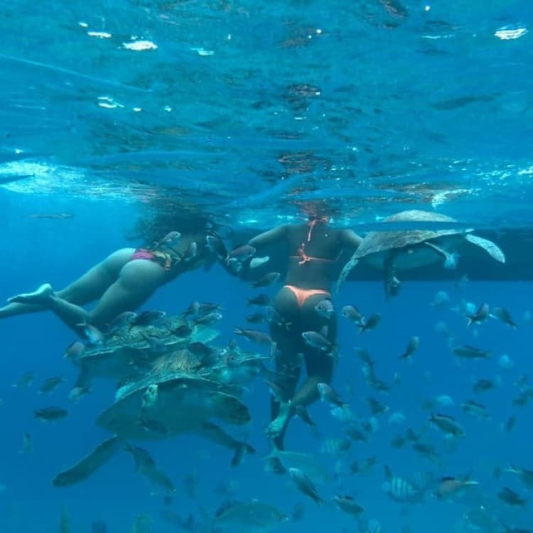 Mindelo: Sea Turtles Experience | ®ExcursionMania - Image 6