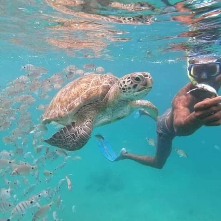 Mindelo: Sea Turtles Experience | ®ExcursionMania - Image 8
