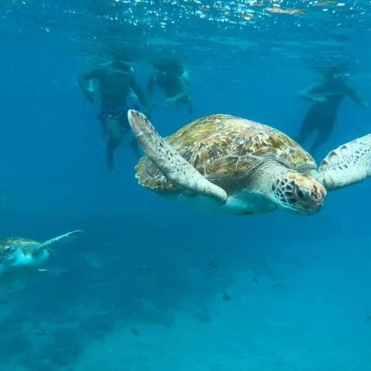 Mindelo: Sea Turtles Experience | ®ExcursionMania - Image 9
