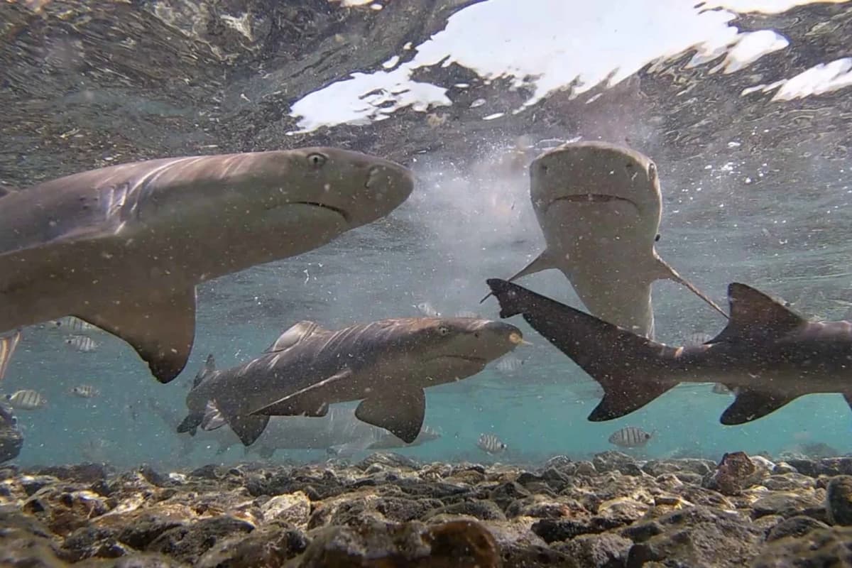 Salt Pans & Lemon Sharks Experience | ®ExcursionMania - Image 6
