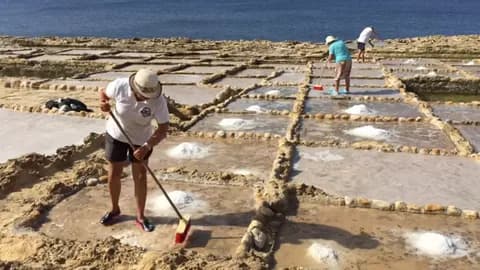 Salt Pans & Lemon Sharks Experience | ®ExcursionMania - Image 4