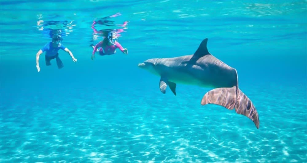 Hurghada: Dolphin Watching Snorkeling Cruise with Lunch | ®ExcursionMania - Image 3