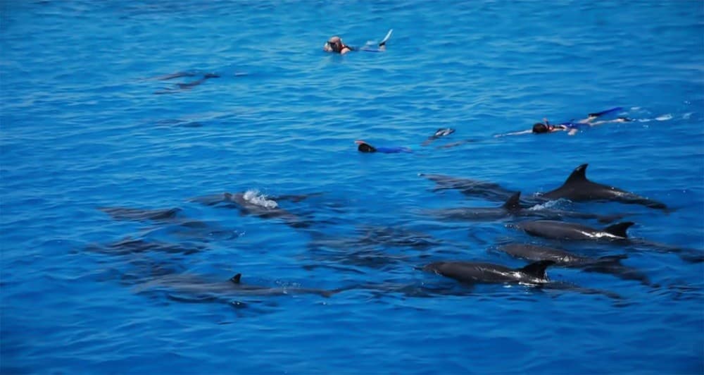 Hurghada: Dolphin Watching Snorkeling Cruise with Lunch | ®ExcursionMania - Image 4