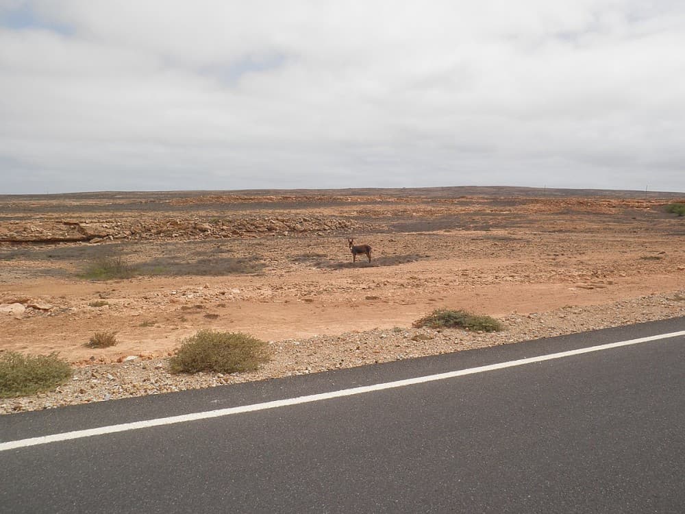 Island tour & cattle & Taste local flavors | ®ExcursionMania - Image 4