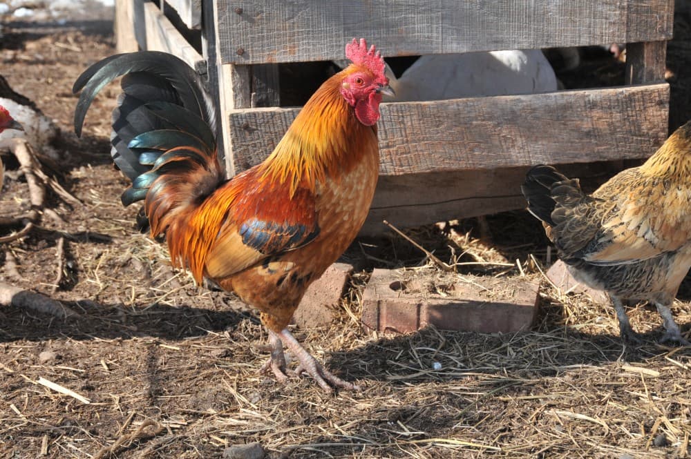 Island tour & cattle & Taste local flavors | ®ExcursionMania - Image 3